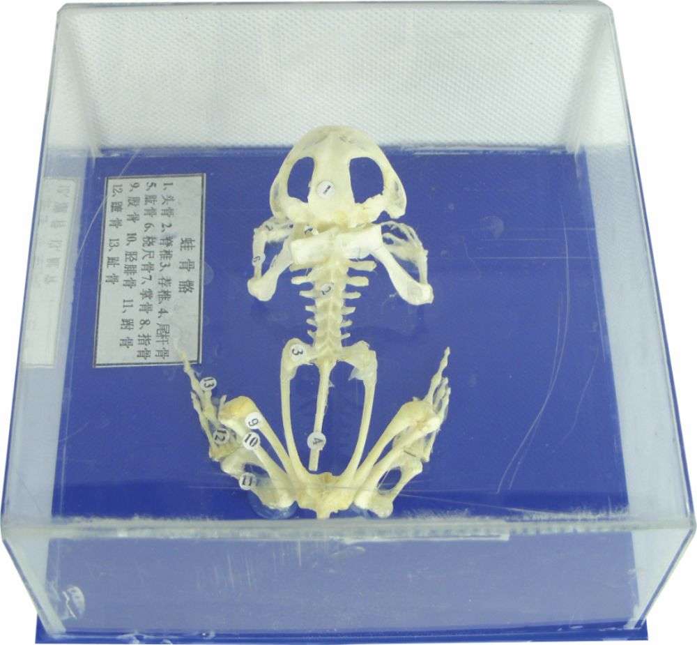 蒙台梭利教具(jù) 青蛙骨骼标