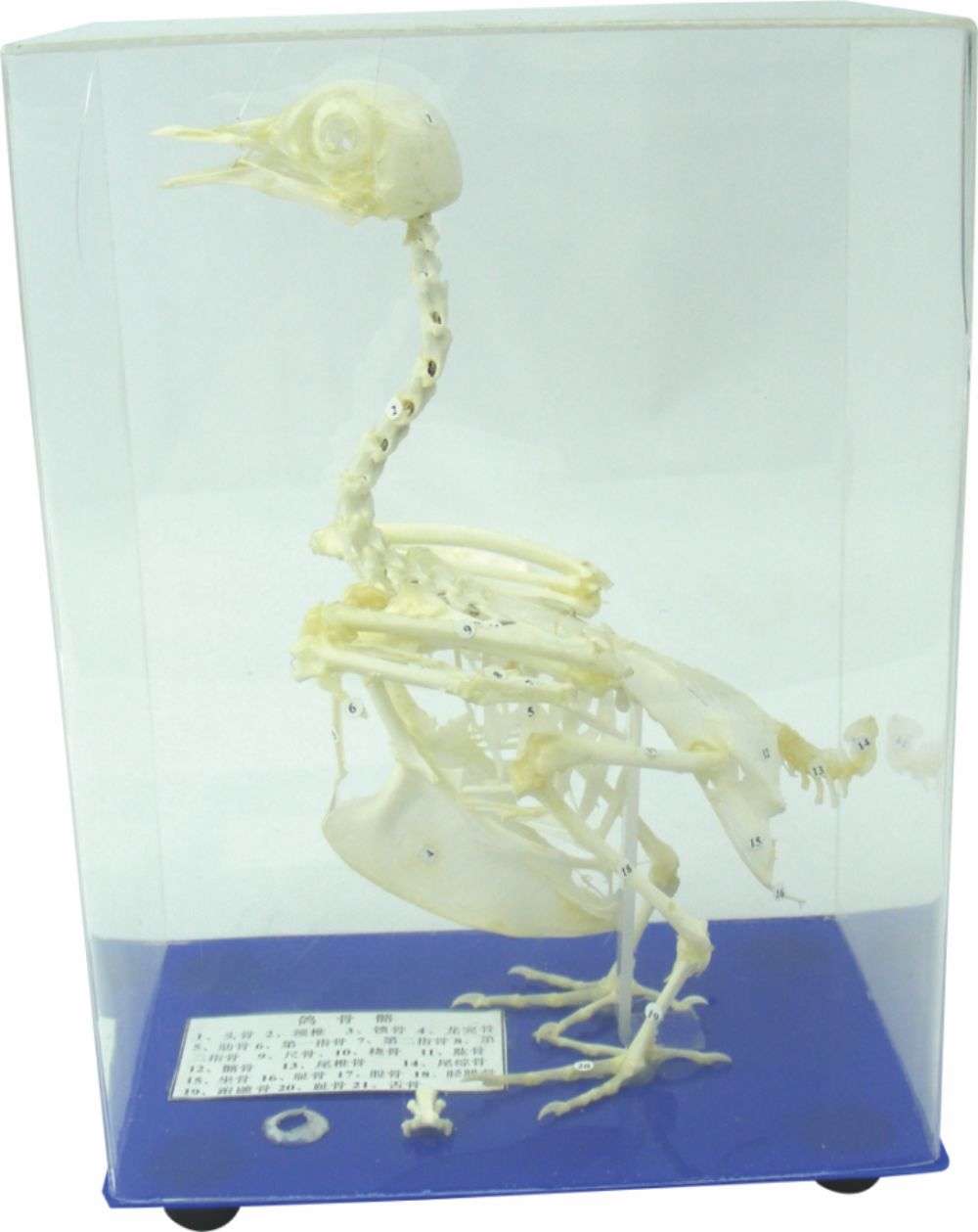 蒙台梭利教具(jù) 鴿骨骼标本