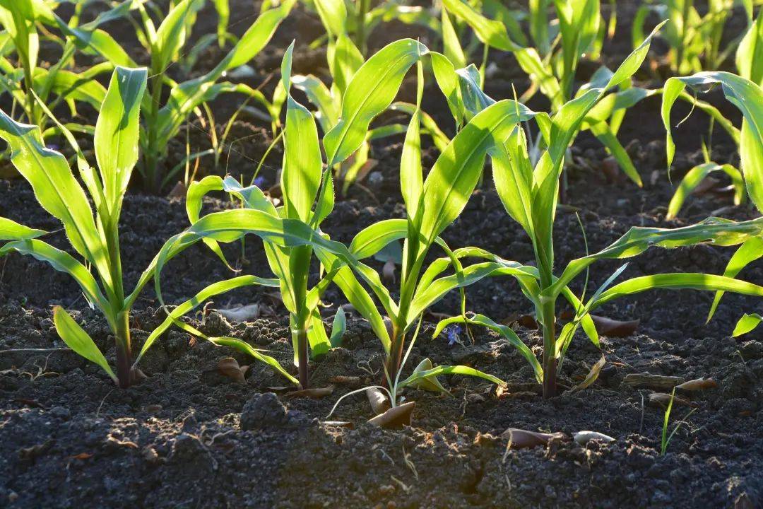 <strong>生物质炭：土壤改良的重要产物</strong>